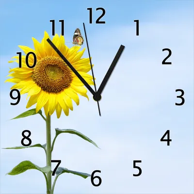 Produktbild von Wallario Design Wanduhr Sonnenblume mit Schmetterling aus Echtglas, Größe 30 x 30 cm