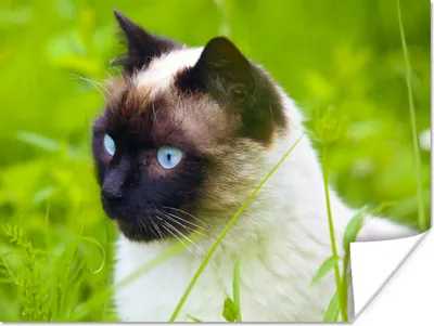 Produktbild von MuchoWow® Poster Siamesische Katze im Gras 40x30 cm - Plakate für die Wände - Poster Wohnzimmer