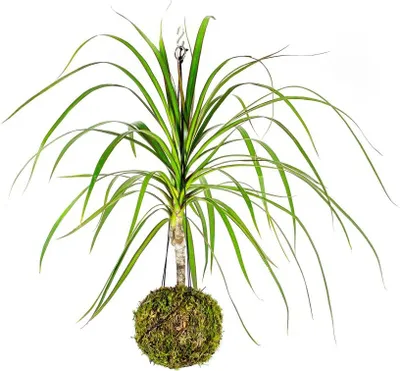 Obrázek produktu pro Gardners Kokedama Dracaena marginata (L)