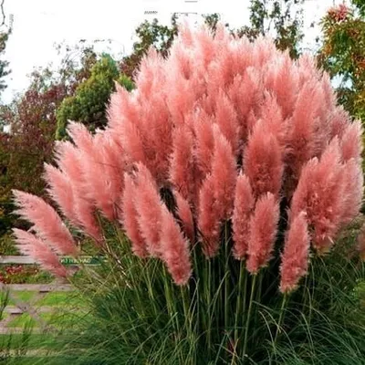 Obrázek produktu pro Pampová tráva Rose Pluim 2L