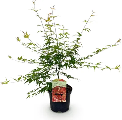Image de Green boutiQ - Plante de terrasse - Érable japonais - Acer palmatum Pink Dwarf - Rose - 1 plante - À feuilles caduques - Pot de 19 cm, hauteur 70 cm