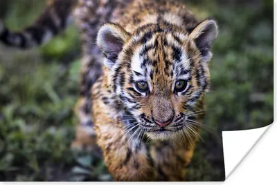 Produktbild von MuchoWow® Poster Tiger - Baby - Natur 60x40 cm - Schlafzimmerdekoration