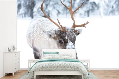 Produktbild von MuchoWow® Fototapete für Wohnzimmer oder Schlafzimmer Wandtapete Vinyl Motivtapete Hirsche - Rentiere - Schnee - 330x220 cm - Fototapeten