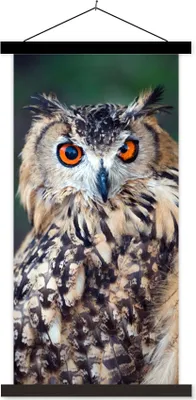 Produktbild von MuchoWow® Textilposter Eule 40x80 cm mit schwarzem Rahmen - Wandemalerei