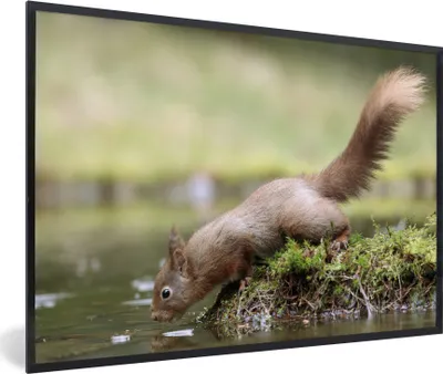 Produktbild von MuchoWow® MuchoWow® Gerahmtes Poster Eichhörnchen - Wasser - Wald 60x40 cm - Poster mit zchwarzem Bilderrahmen - Printing - Wanddeko Schlafzimmer