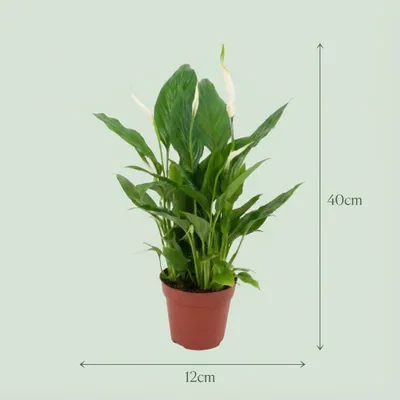 Image de Spathiphyllum (plante cuillère) - 4 plants - Ø 12 cm - Hauteur : 35 - 40 cm