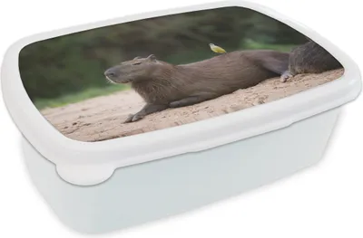 Obrázek produktu pro KitchenYeah® Lunchbox Box na oběd 17x11 cm Kapybara s ptáčkem Dětský box na oběd - Lunch Box - Děti - Sendvičový box - Školní box - Boxy na oběd