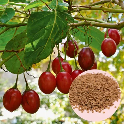 Obrázok produktu pre Semená Cyphomandra Betacea - balenie 100 ks - Exotické semená - Rýchlorastúca - Tamarillo (stromová paradajka)