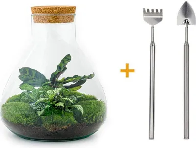 Image de Diy Terrarium - Sammie - ↕ 27 Cm