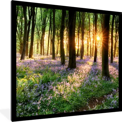 Produktbild von MuchoWow® Gerahmtes Poster Wald - Blumen - Lavendel - Sonne - Lila - Natur 40x40 cm - Poster mit Schwarzem Bilderrahmen Wandposter Rahmen Foto Bilder - Mit Rahmen - Wanddekoration Schlafzimmer