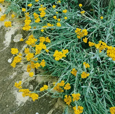 Zdjęcie produktu dla Helichrysum thianshanicum 'Goldkind', Strohblume, goldgelb, ok. 9x9 cm Topf