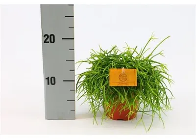 Immagine prodotto di Cactus corallino 20 cm Rhipsalis cassutha pianta d'appartamento di facile manutenzione