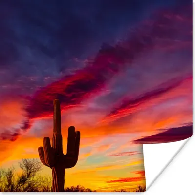 Produktbild von MuchoWow® Poster Kaktus - Himmel - Sonnenuntergang - Lila - Rosa 100x100 cm - Babyzimmer