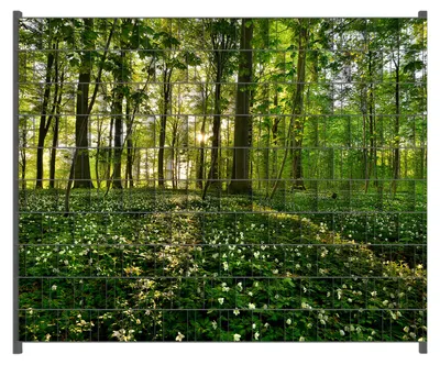 Produktbild von Wallario Zaunsichtschutz mit Motiv Waldanemonen und Sonnenstrahlen im Wald für Ein- und Doppelstabmatten Zäune in der Größe 250 x 200 cm