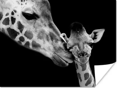 Produktbild von MuchoWow® Poster Tiere - Schwarz - Weiß - Giraffe - Porträt 120x90 cm - Wandbild