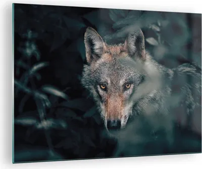 Produktbild von Bilder auf glas - Einteilig - Wolf Wald Raubtier - 70x50cm - Glasbilder - Wandbilder - Bilder - zum Aufhängen bereit - Wanddekoration aus Glas - Glas Bilder - Wandbild auf Glas - GAA70x50-5053