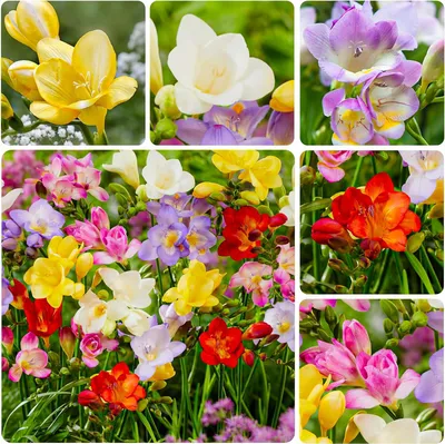 Produktbild von Freesien Blumenzwiebeln - Einzelblüten Kollektion - 50 Zwiebeln - Mix von 5 Farben - Duftende Pflanzen aus Holland - für Garten, Balkon und Topf (kein Samen, nicht künstlich)