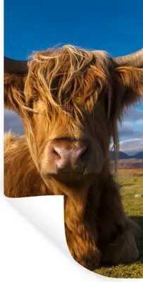Produktbild von MuchoWow® Wandtattoo Wandsticker Wandaufkleber Schottische Highlander - Tiere - Gras 60x120 cm Selbstklebend und Repositionierbar - Selbstklebend - Fototapeten