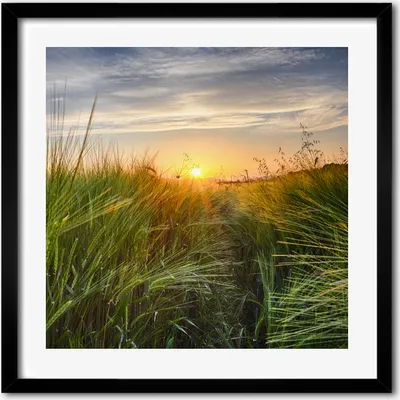 Produktbild von Bild - 50 cm x 50 cm - MDF - Rahmen, Wandkunst - Weizenfeld