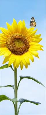 Produktbild von Wallario selbstklebendes Poster - Sonnenblume mit Schmetterling, Größe: 80 x 200 cm