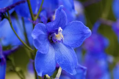 Produktbild von Delphinium x bellad.'Piccolo', Rittersporn, blau, ca. 11x11 cm Topf