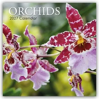 Produktbild von Orchids - Orchideen 2027 - 16-Monatskalender