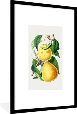 Produktbild von MuchoWow® Gerahmtes Poster Birnen - Lebensmittel - Obst 60x90 cm - Poster mit Schwarzem Bilderrahmen Wandposter Rahmen Foto Bilder - Dekoration - Wandposter Wohnzimmer - Hochwertig