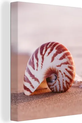 Produktbild von MuchoWow® - Leinwandbilder - Muschel - Strand - Meer - Sand, Wandbild, Wanddeko Bilder Wohnzimmer, 60x80 cm