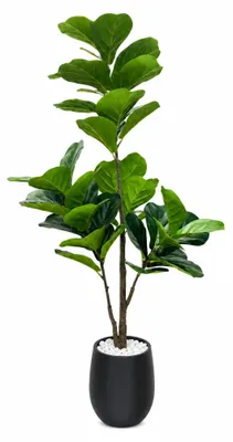 Zdjęcie produktu dla Sztuczny Fikus Liraste (Ficus Lyrata) 150 cm - Biało-czarny – Realistyczna Roślina Doniczkowa do Domu, Biura i na Taras, Bez Pielęgnacji