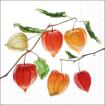 Produktbild von Ambiente Serviette Lampionblume 20 Stk 33 cm Dekorative Papierservietten