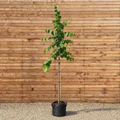 Produktbild von Kanadischer Judasbaum 200-250 cm, Stammumfang 6-8 cm - Cercis canadensis Hochstamm