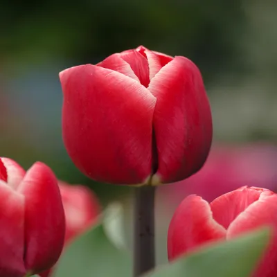 Immagine prodotto di Tulipani Bulbi Bulbi Fiori Trionfo Tulipano Kung Fu 5 pz.