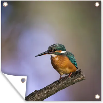Produktbild von MuchoWow® 100x100 cm Outdoor-Poster Gartendeko Sichtschutz Garten Poster für den Garten  Eisvogel-Fotodruck