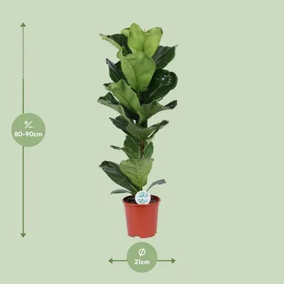 Produktbild von Geigen-Feige Ficus Lyrata Ø21cm ↕90cm Luftreinigende Zimmerpflanze Große Blätter