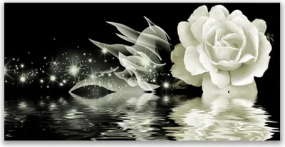 Produktbild von Glasbilder 120x60 Wandbild Druck auf Glas Rose Pflanzen