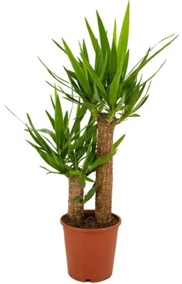 Produktbild von Zynesflora Yucca Elephantipes Palme im 19 cm Pflanzentopf - Höhe: 80-90 cm - Beliebteste Zimmerpflanze Palmlilie Pflegeleichte Büropflanze