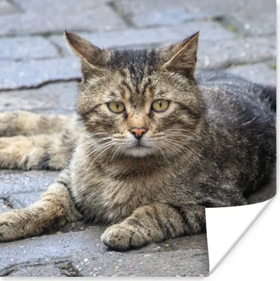 Produktbild von MuchoWow® Poster Katze - Tier - Braun - Mädchen - Kinder - Jungen - Kind 50x50 cm - Wohnzimmerdekoration