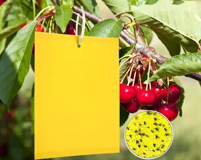 Produktbild von 50 Stück Gelbtafeln Klebrige Insektenfallen,20*10cm Premium Gelbsticker Fliegenfalle, Gelbstecker Papiere für Gegen Trauermücken, Raupenleim, Minierfliegen und weiße Fliegen