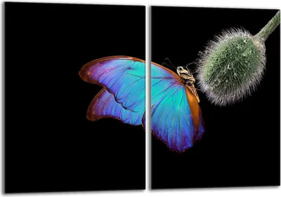 Produktbild von Glasschutzplatte für den Herd 2x40x52 Butterfly