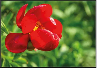Produktbild von Wallario Wandbild Wilde rote Pfingstrose in Nahaufnahme, Größe: 70,30 x 100,30 cm, Poster mit schwarzem Aluminiumrahmen