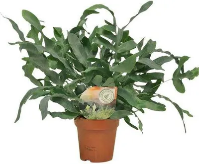Obrázok produktu pre Paprad Phlebodium Blue Star, priemer 12cm, výška 35cm, izbová rastlina