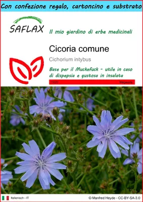 Immagine prodotto di SAFLAX Set regalo - Cicoria comune - 250 semi - Cichorium