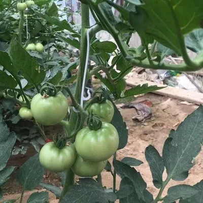 Productafbeelding van Famanu tomatenclips, 100 stuks - plantclips voor tomaten, komkommers, frambozen en kamerplanten