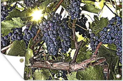 Produktbild von MuchoWow® 120x80 cm Outdoor-Poster Gartendeko Sichtschutz Garten Poster für den Garten  Eine Illustration eines Weinstocks voller Trauben
