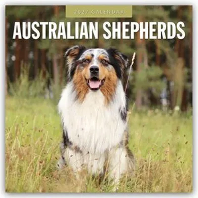 Zdjęcie produktu dla Owczarki australijskie - Kalendarz australijskiego owczarka na rok 2027 (format 16-miesięczny)