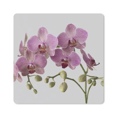 Produktbild von MuchoWow® Mauspad Mousepad Orchideen auf grauem Hintergrund 30x30 cm - Mousepads - Maus Mat - Pad - Mausunterlage - Gaming