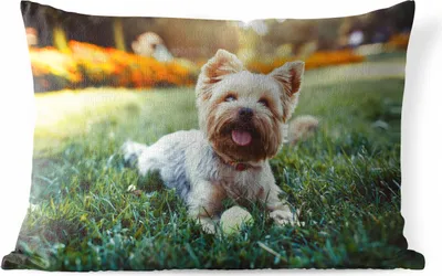 Produktbild von MuchoWow® Outdoor Kissen - Yorkshire Terrier im Gras liegend - 60x40 cm - Wetterfest - Lounge Kissen - Zierkissen - Kissen für Innenräume