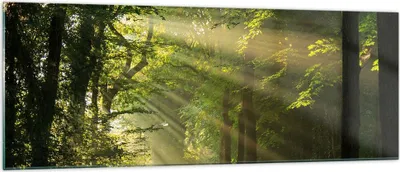 Produktbild von Bilder auf glas - Wald Baum Natur - 140x50cm - Glasbilder - Wandbilder - Kunstdruck - zum Aufhängen bereit - Wanddekoration aus Glas - Glas Bilder - Wandbild auf Glas - Einteilig - GAB140x50-3661