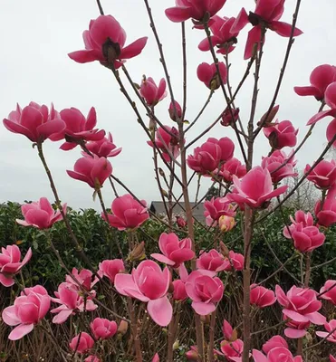 A close-up of a blooming pink magnolia tree with a blurred background of greenery and a building.