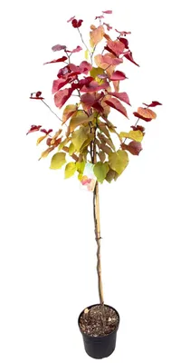 Produktbild von Cercis canadensis 'Eternal Flame' – 170–180 cm – Farbenprächtiger Judasbaum Hochstamm